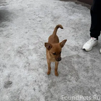 Найден пёс, Ленинский район, Воронеж