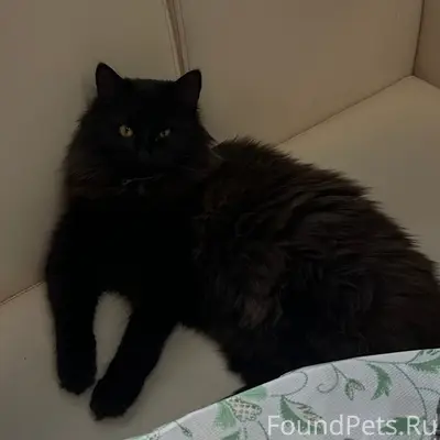 Пропал кот Пуфик-Пухлый-Пухик, Карачиж