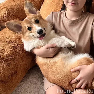 Пропала собака Боня