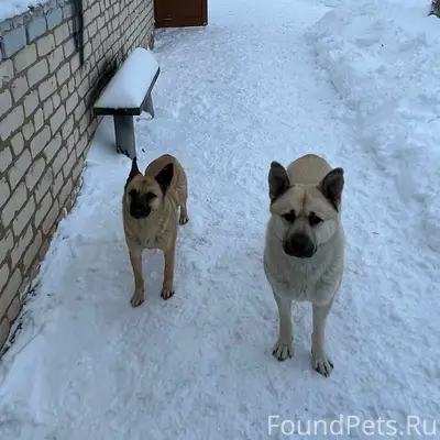 Пропали собаки