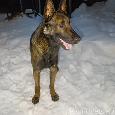 Пропал пёс Коннор, посёлок Дягилево
