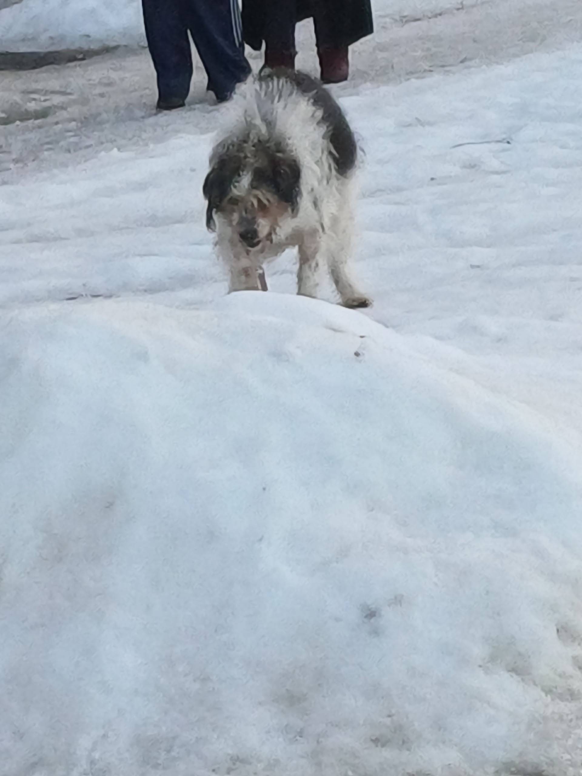 Пропал пёс, Союзная