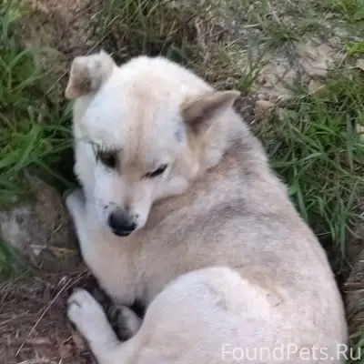 Пропал пёс Беляш, город