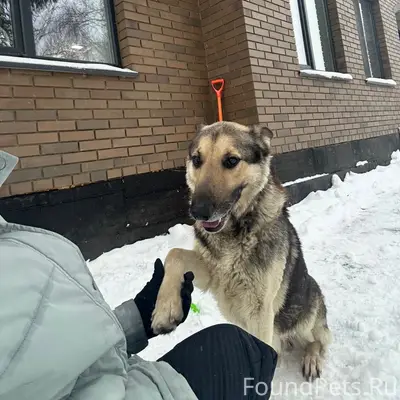 Пропал Барсик, овчарка, район улицы Маринина