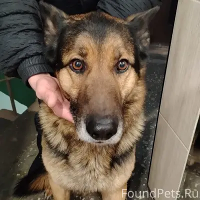 Найден парень немецкой овчарки, Пермь