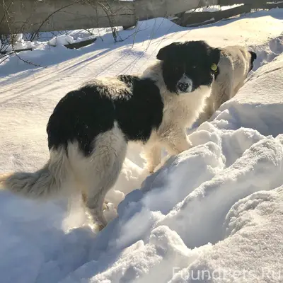 Пропала чёрно-белая собака, Веретенино