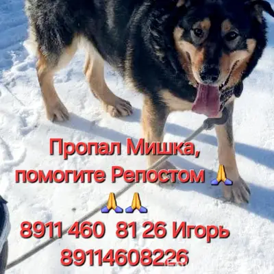 Пропал пёс Мишка, СНТ Баевка, Моргуново