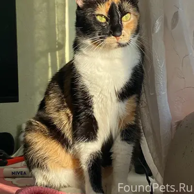 Пропала кошка, 3-15