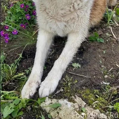 Пропала среднеазиатская овчарка Зара, Сырково