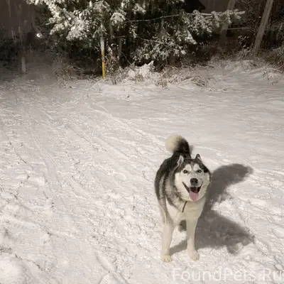 Пропал разноглазый Чак, село Толгоболь