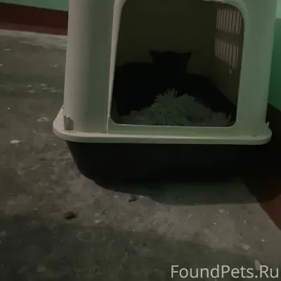 Найдена кошка, ул. Черняховского