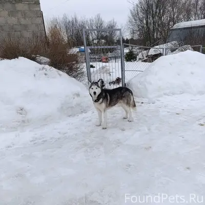 Найден щенок, д. Шеметово