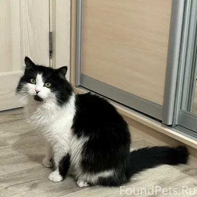 Пропал кот Шлёпа, район Мясново/Привокзальный