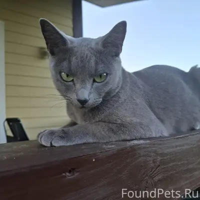 Пропала русская голубая Ася