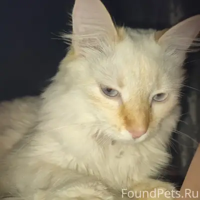 Пропала кошка Луна, Лиозно, улица Ф. Скорины