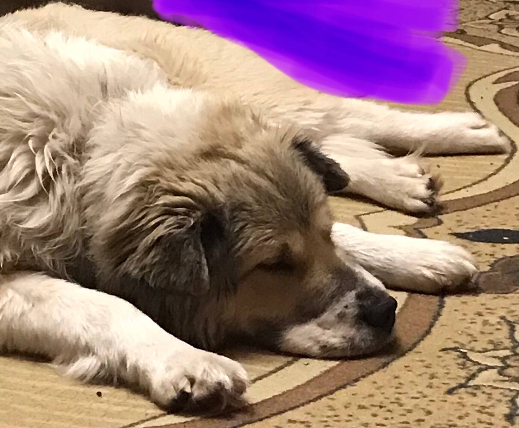 Найдена собака, светло-сливочного окраса, с ошейником