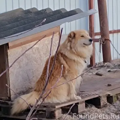 Пропал рыжий кобель Чаки, Нежданово