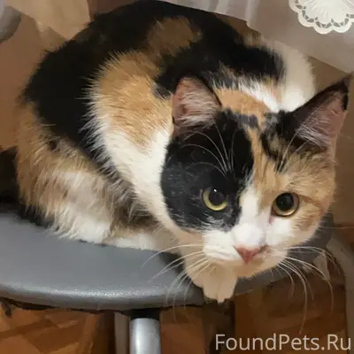 Пропала кошка, Шпаковская 70/1