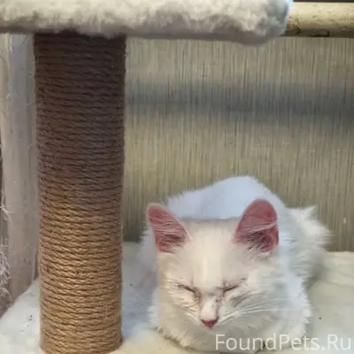 Найден котёнок, посёлок Вагонников