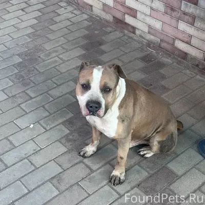 Найден пёс, неизвестно где