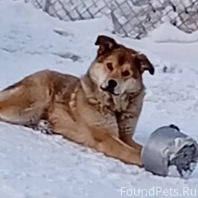 Пропал пёс Гром
