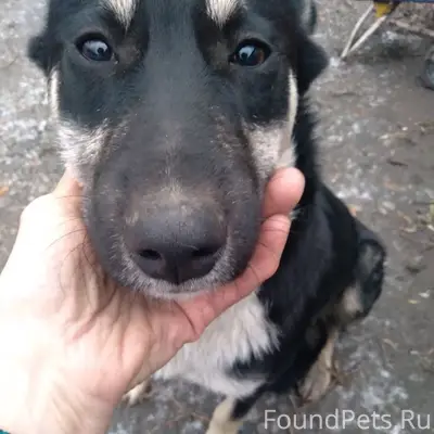 Пропал Рекс, район ЧЭМК