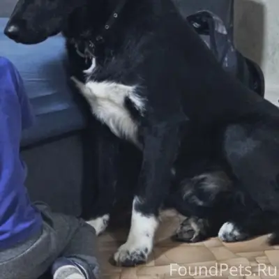 Пропал пёс, неизвестный район