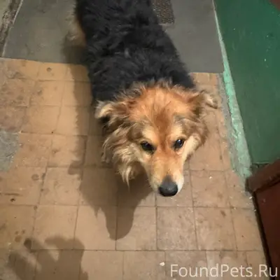 Найден пёс, 6-я Орловская