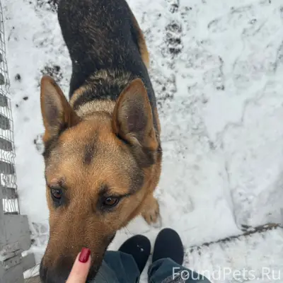 Пропала немецкая овчарка, с. Кринички