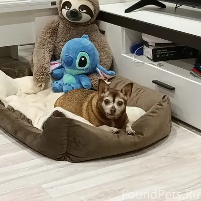 Пропала собака Лиза, второй микрорайон