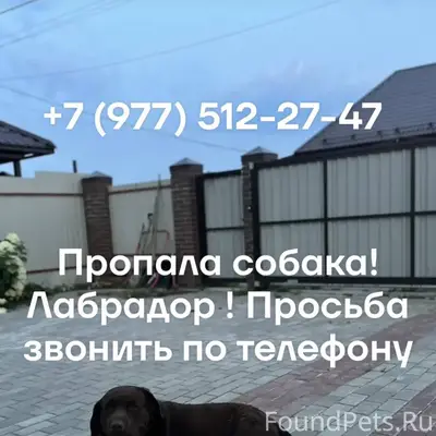 Пропал лабрадор Тихон, Воскресенский район