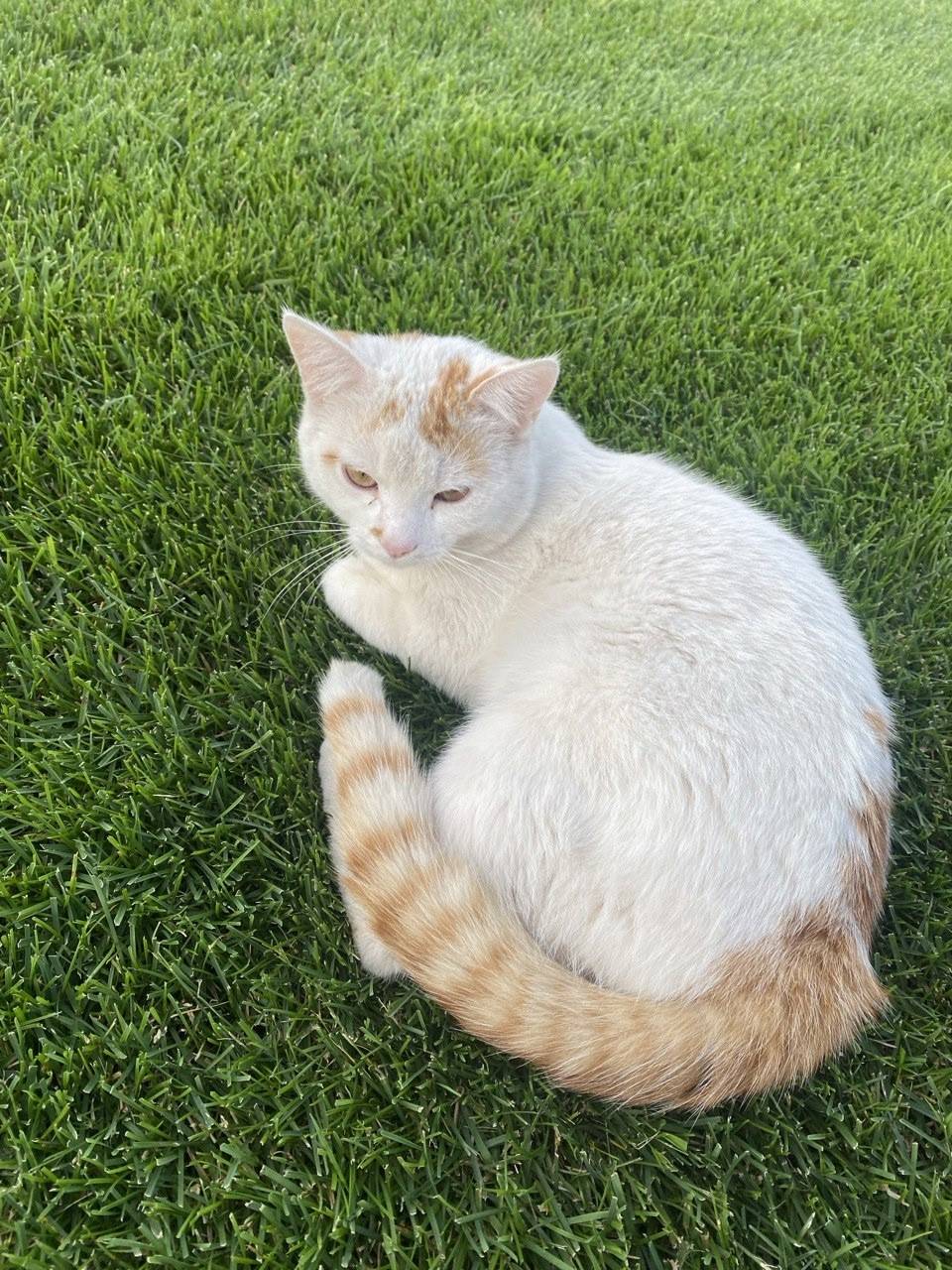 Пропал кот,