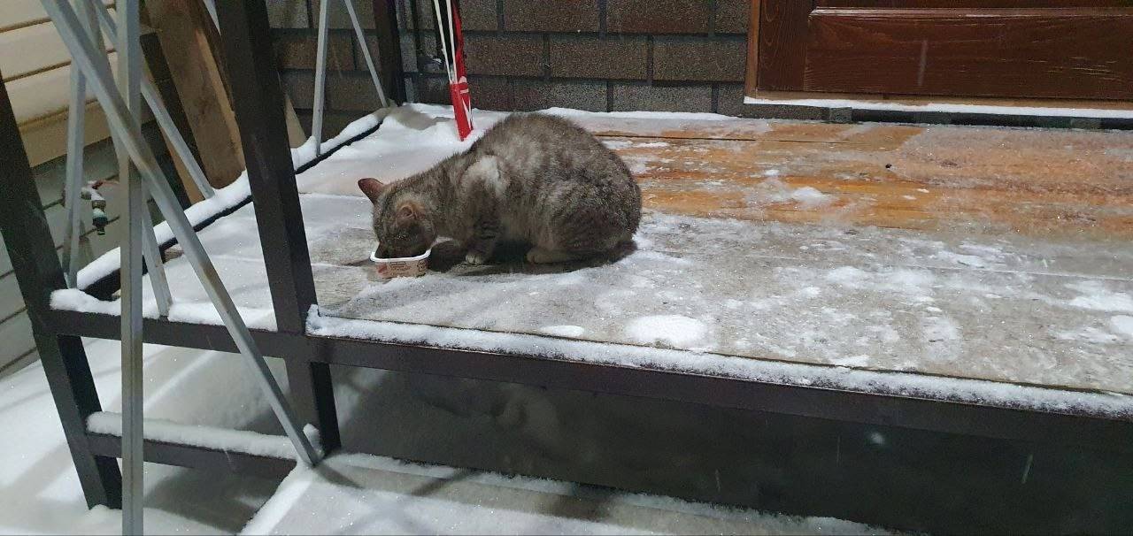 Найден кот, Гаврилов Ям