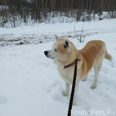Пропал Акита Ину, СНТ 'Надежда'