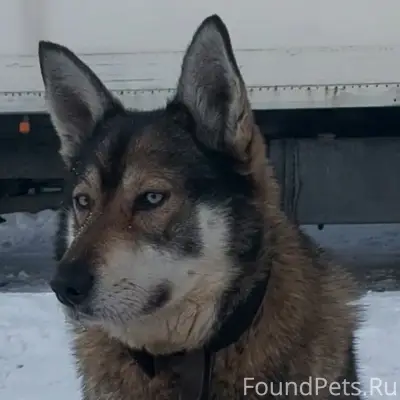 Пропала помесь Гайка, Азино-2