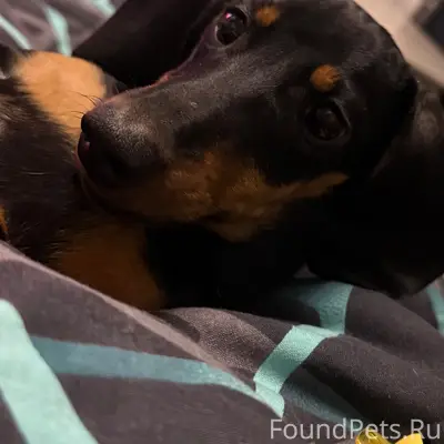 Пропала такса Юта, Ленинградский микрорайон