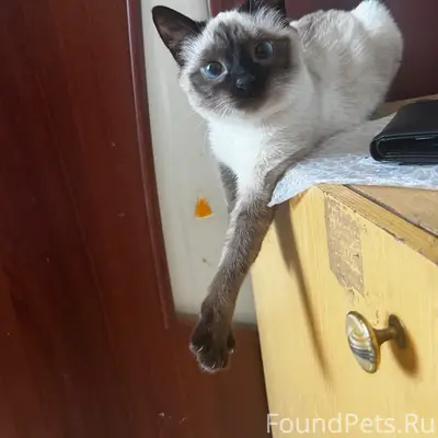 Пропала кошка Даша, Ленинградская