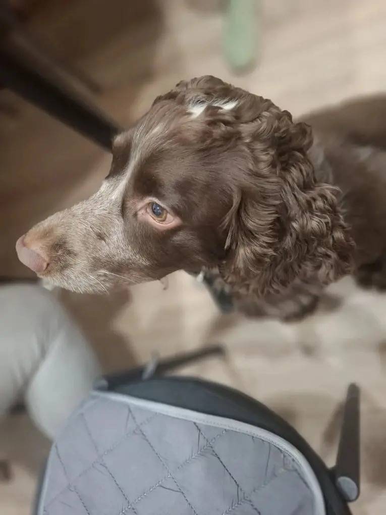 Пропал спаниель Чип, Екатеринбург