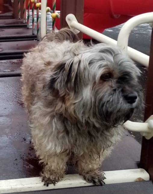 Пропал пёс, Старый Оскол