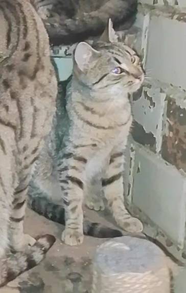 Пропал котёнок, Плянты