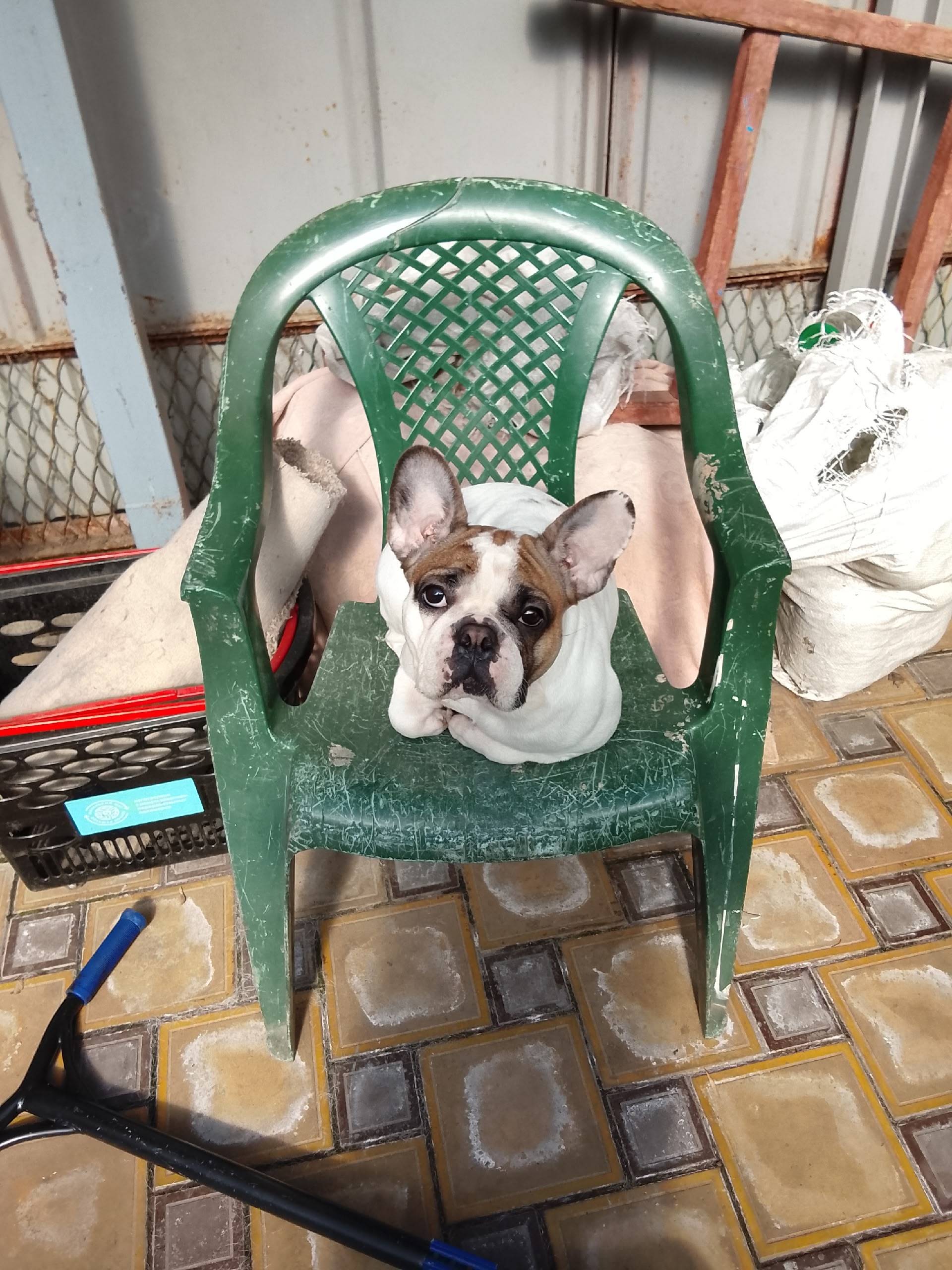 Пропала собака, Западный район