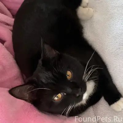 Пропала кошка Лиза, улица Цветочная, Октябрьская