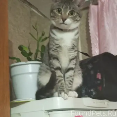 Пропала кошка, район лк 15