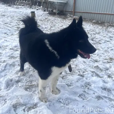 Пропала собака, деревня Алеево
