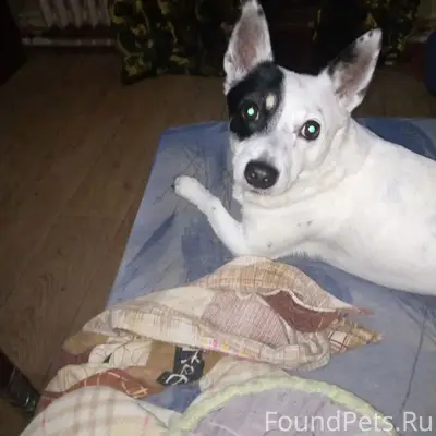 Пропал Гаврюша, Шефская-Карепина