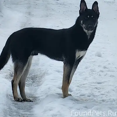 Найден щенок, Иванцево