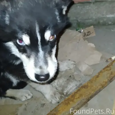 Найдена кошка, Николаевка