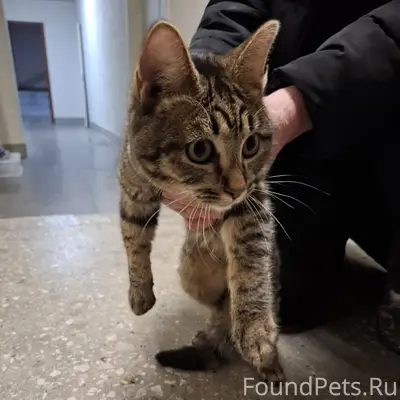 Найден кот, Мира, 6/5