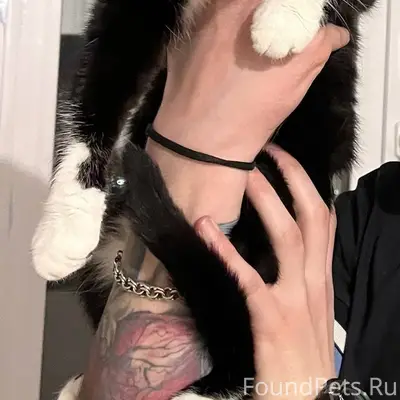 Пропала кошка, ул. Майкопская 12