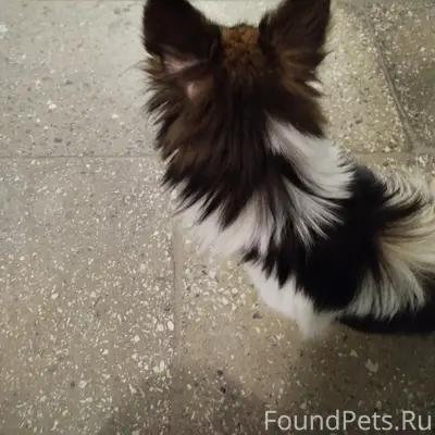 Найден пёс, Автозаводский район, ул. Пермякова